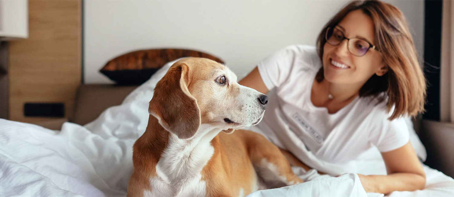 Dog Friendly (1 Per Room For A Small Fee)
